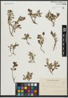 Foto von Salix arbuscula L. x Salix reticulata L.